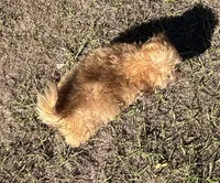 Bea - HavaPoo , a female Havanese and Poodle - Toy  for sale in Frankston, TX – 5 of 7