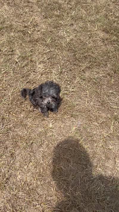 Iris - HavaPoo, a female Havanese and Poodle - Toy  for sale in Frankston, TX – 5 of 5