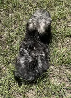 Chase (7053), a male Havanese for sale in Frankston, TX – 2 of 4