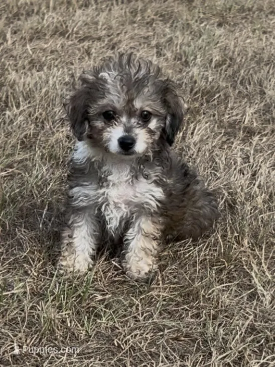 Nick – Havanese, Poodle - Toy  puppy for sale in Frankston, TX