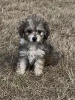 Nick, a male Havanese and Poodle - Toy  for sale in Frankston, TX – 1 of 5
