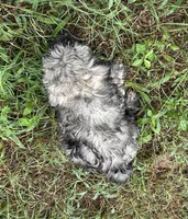 Candy, a female Havanese for sale in Frankston, TX – 4 of 4