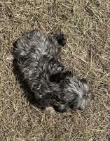 Paisley - HavaPoo, a female Havanese and Poodle - Toy  for sale in Frankston, TX – 4 of 7