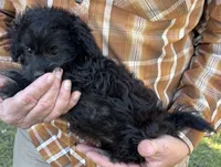 Bella - HavaPoo, a female Havanese and Poodle - Toy  for sale in Frankston, TX – 6 of 6