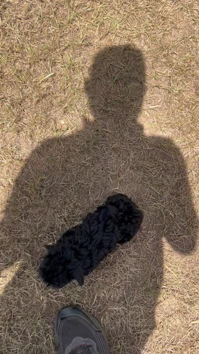 Star - HavaPoo, a female Havanese and Poodle - Toy  for sale in Frankston, TX – 4 of 4