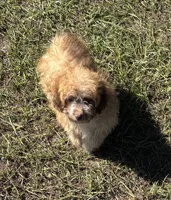 Bea - HavaPoo , a female Havanese and Poodle - Toy  for sale in Frankston, TX – 7 of 7