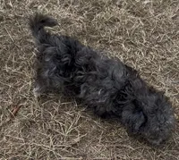Iris - HavaPoo, a female Havanese and Poodle - Toy  for sale in Frankston, TX – 3 of 5