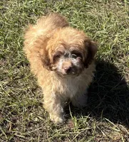 Bea - HavaPoo , a female Havanese and Poodle - Toy  for sale in Frankston, TX – 6 of 7