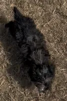 Maggie, a female Havanese and Poodle - Toy  for sale in Frankston, TX – 5 of 6