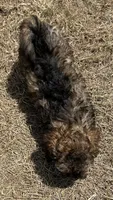 Sutton - HavaPoo, a male Havanese and Poodle - Toy  for sale in Frankston, TX – 5 of 6