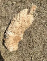 Boone -HavaPoo, a male Havanese and Poodle - Toy  for sale in Frankston, TX – 6 of 6