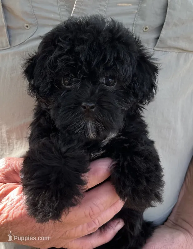 Star - HavaPoo – Havanese, Poodle - Toy  puppy for sale in Frankston, TX