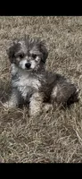 Nick, a male Havanese and Poodle - Toy  for sale in Frankston, TX – 5 of 5