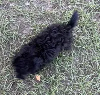 Bella - HavaPoo, a female Havanese and Poodle - Toy  for sale in Frankston, TX – 3 of 6
