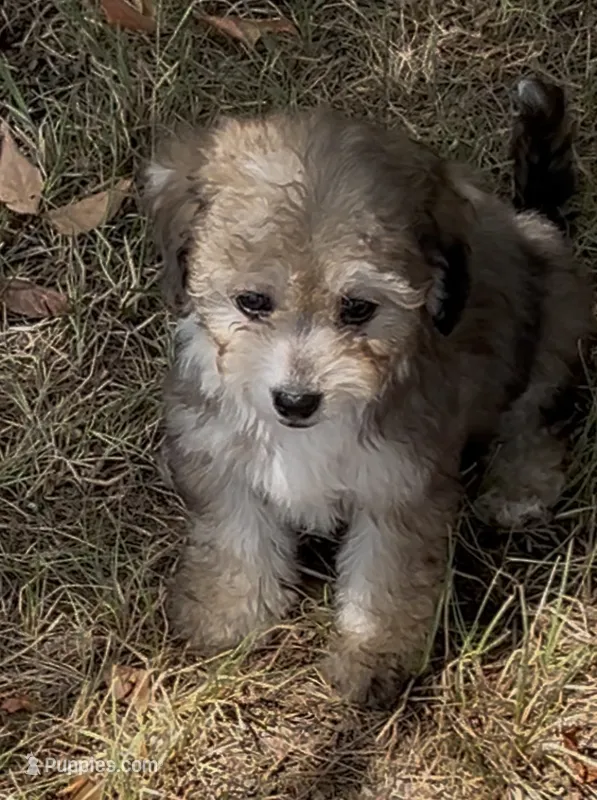 Nick – Havanese, Poodle - Toy  puppy for sale in Frankston, TX