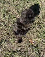 Mac - HavaPoo, a male Havanese and Poodle - Toy  for sale in Frankston, TX – 4 of 5