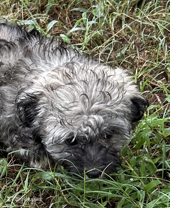 Candy – Havanese puppy for sale in Frankston, TX