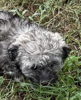 Candy, a female Havanese for sale in Frankston, TX – 1 of 4