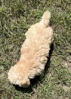 Mark (7060), a male Havanese and Poodle - Toy  for sale in Frankston, TX – 5 of 5