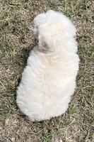 Skip - HavaPoo, a male Havanese and Poodle - Toy  for sale in Frankston, TX – 2 of 4