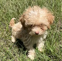 Jasper, a male Havanese and Poodle - Toy  for sale in Frankston, TX – 4 of 5