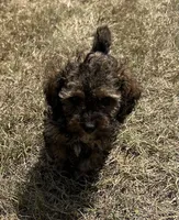 Sutton - HavaPoo, a male Havanese and Poodle - Toy  for sale in Frankston, TX – 3 of 6