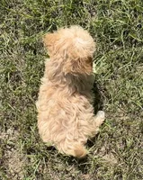 Jasper, a male Havanese and Poodle - Toy  for sale in Frankston, TX – 3 of 5