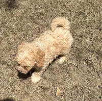 Boone -HavaPoo, a male Havanese and Poodle - Toy  for sale in Frankston, TX – 4 of 6