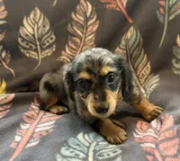 Sweetness, a female Miniature Dachshund for sale in Weatherford, TX – Photo 2 of 6