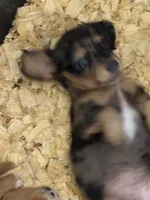 Sweetness, a female Miniature Dachshund for sale in Weatherford, TX – Photo 3 of 5