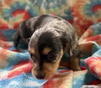 Sweetness, a female Miniature Dachshund for sale in Weatherford, TX – Photo 2 of 5