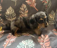 Sweetness, a female Miniature Dachshund for sale in Weatherford, TX – Photo 4 of 6