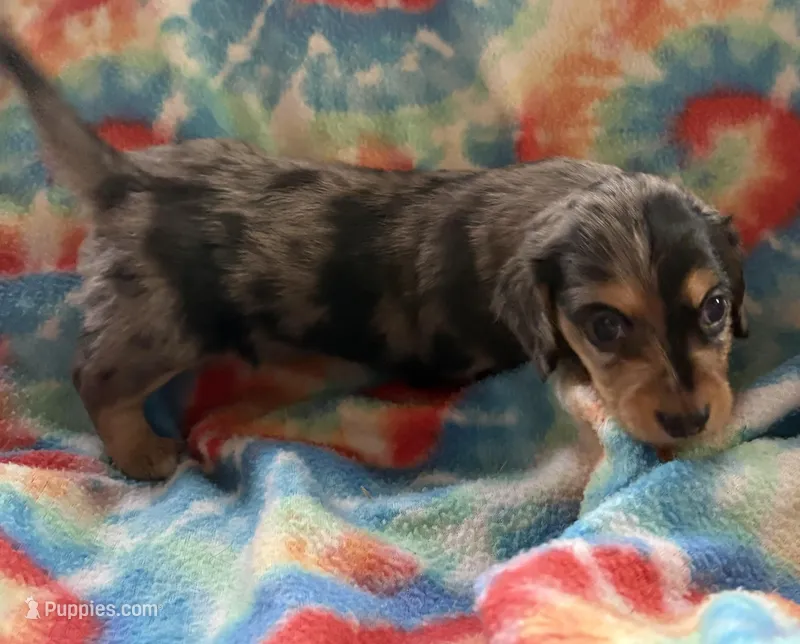 Sweetness – Miniature Dachshund puppy for sale in Weatherford, TX