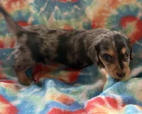 Sweetness, a female Miniature Dachshund for sale in Weatherford, TX – Photo 1 of 5