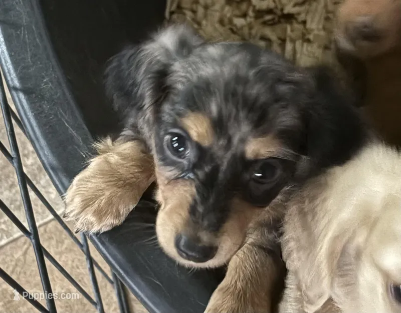 Sweetness – Miniature Dachshund puppy for sale in Weatherford, TX