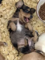 Sweetness, a female Miniature Dachshund for sale in Weatherford, TX – Photo 4 of 5