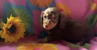 Pip, a female Miniature Dachshund for sale in Weatherford, TX – Photo 1 of 3