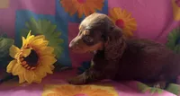 Pip, a female Miniature Dachshund for sale in Weatherford, TX – Photo 3 of 3