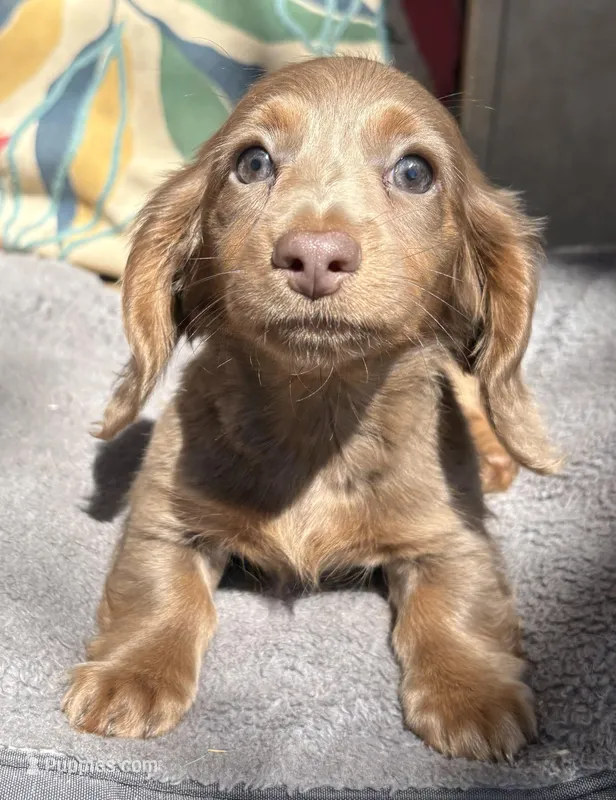 Fancy – Miniature Dachshund puppy on hold in Weatherford, TX