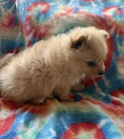Bruno, a male Pomeranian for sale in Springtown, TX – 2 of 3