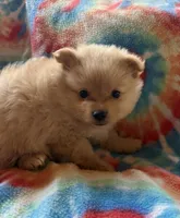 Bruno, a male Pomeranian for sale in Springtown, TX – 1 of 3