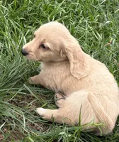 Bisket, a male Miniature Dachshund for sale in Weatherford, TX – Photo 2 of 7