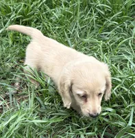 Bisket, a male Miniature Dachshund for sale in Weatherford, TX – Photo 4 of 7