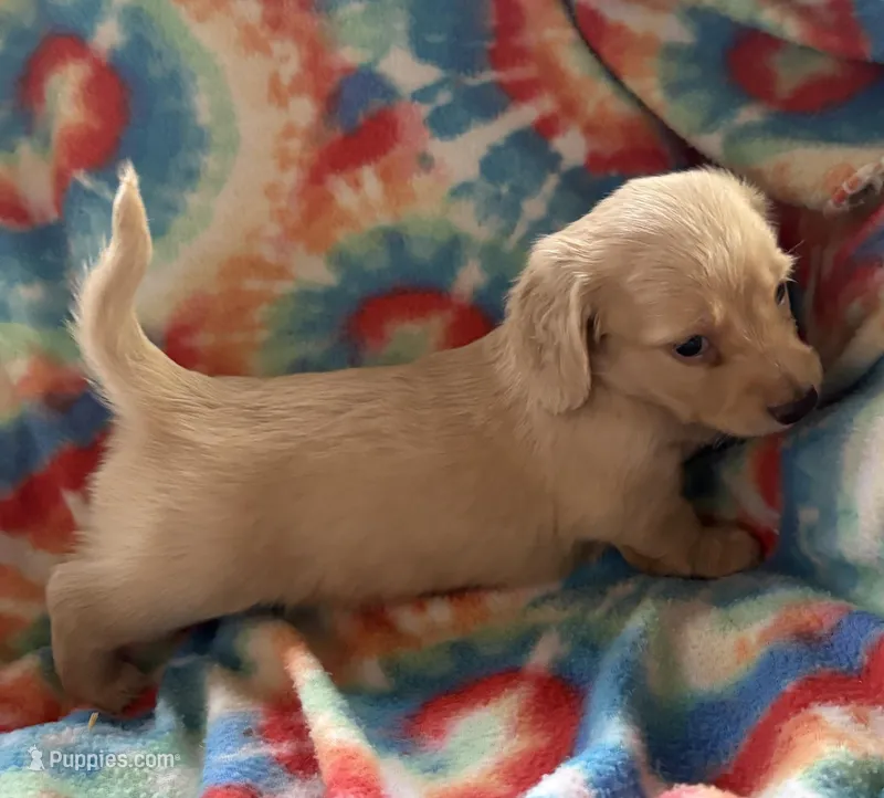 Bisket – Miniature Dachshund puppy for sale in Weatherford, TX