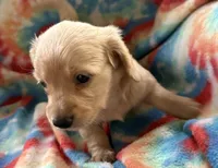 Bisket, a male Miniature Dachshund for sale in Weatherford, TX – Photo 3 of 3