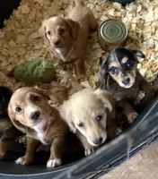Bisket, a male Miniature Dachshund for sale in Weatherford, TX – Photo 7 of 7