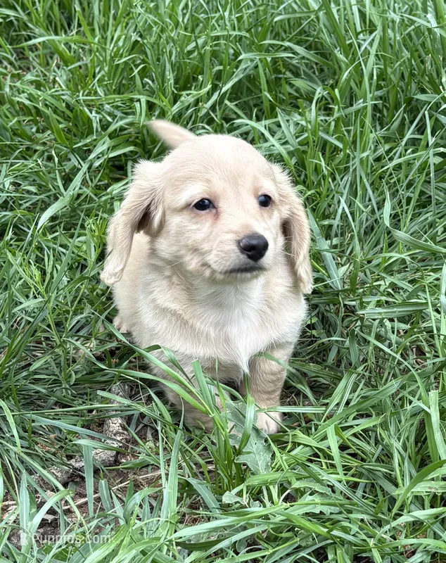 Bisket – Miniature Dachshund puppy for sale in Weatherford, TX