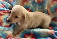 Bisket, a male Miniature Dachshund for sale in Weatherford, TX – Photo 2 of 3