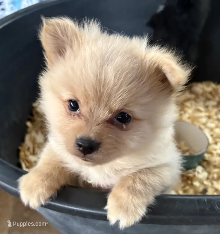 Bruno – Pomeranian puppy for sale in Springtown, TX