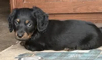 Macho, a male Miniature Dachshund for sale in Weatherford, TX – Photo 2 of 6